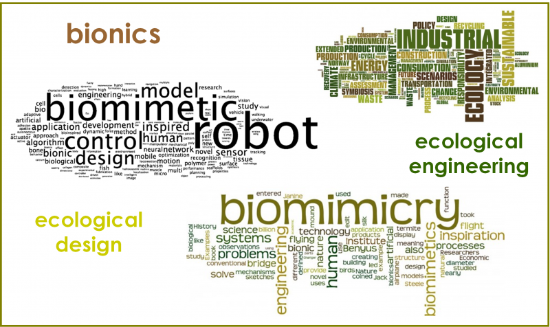 Figure 1: A word cloud impression of the field of bio-inspired innovation